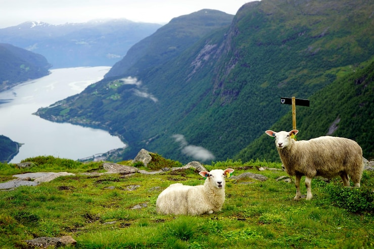 Foto portret van schapen die zich ontspannen op de berg