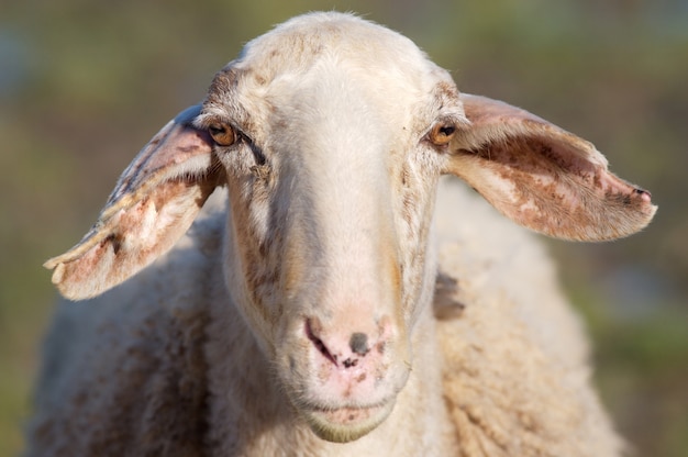 Portret van schapen grappig in het veld