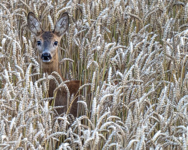 Foto portret van schapen in de sneeuw