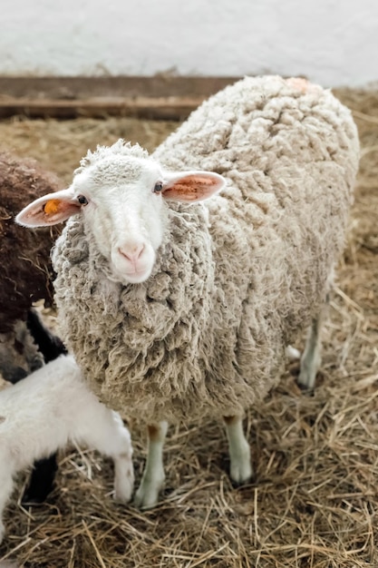 Portret van schapen kijken camera op de boerderij