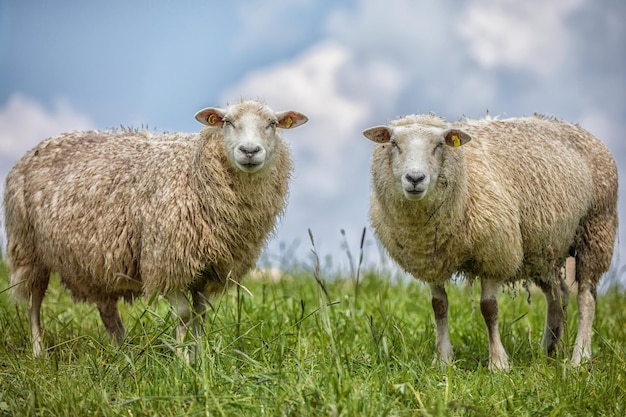Portret van schapen op een grasveld