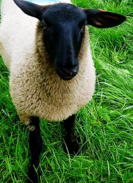 Portret van schapen op het gras