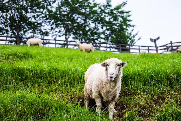 Portret van schapen op het veld