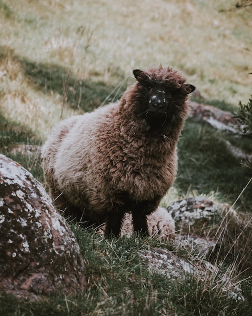 Portret van schapen op het veld