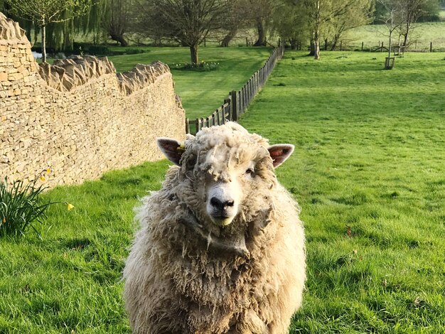 Foto portret van schapen op het veld