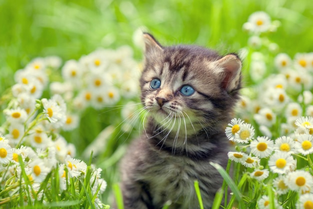 Portret van schattig klein katje buiten in bloemen