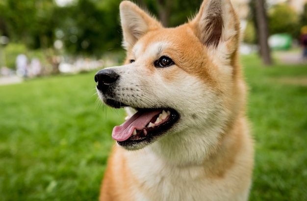 Portret van schattige akita inu hond in het park