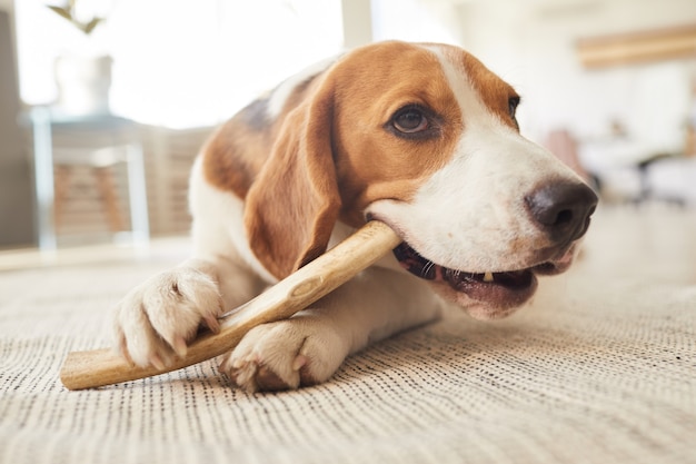 portret van schattige beagle hond kauwen op traktaties en speelgoed liggend op de vloer in interieur