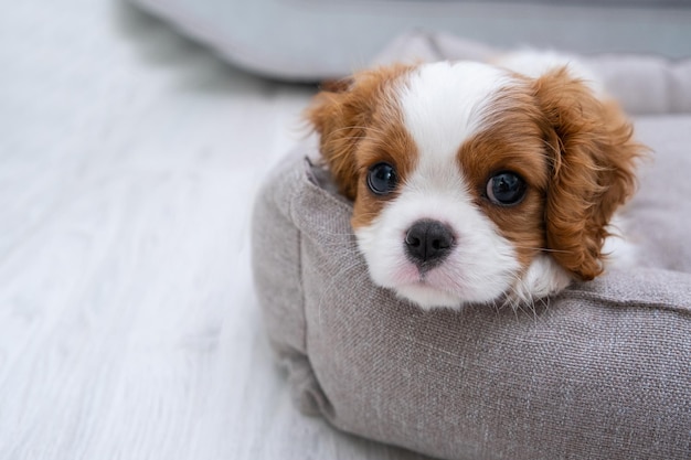 Portret van schattige blenheim king charles spaniel-hondpuppy in een binnenhuisomgeving met ruimte