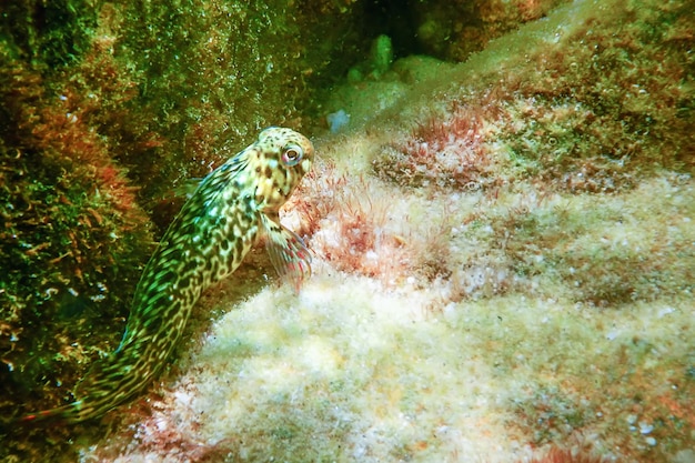 Portret van schattige Blenny-vissen close-up