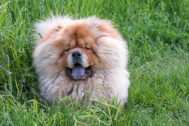 Foto portret van schattige chow chow dog