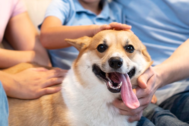 Foto portret van schattige corgi hond