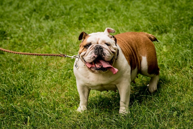 Portret van schattige engelse bulldog in het park