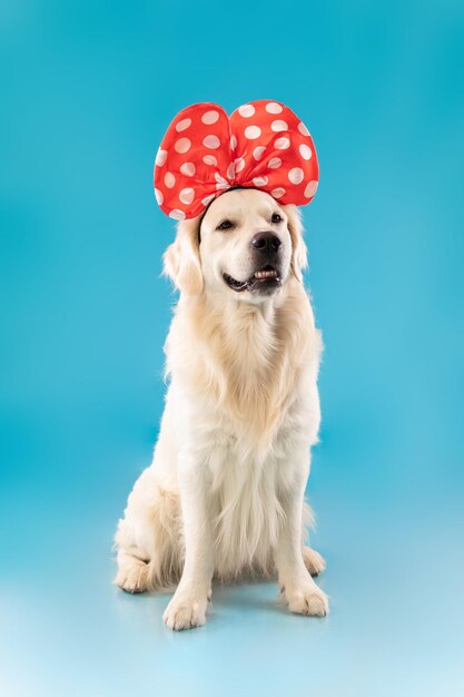 Portret van schattige gezonde hond poseren in hoofdband