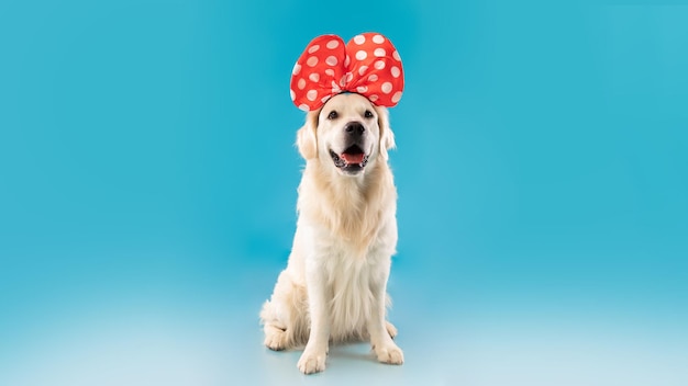 Portret van schattige gezonde hond poseren in hoofdband