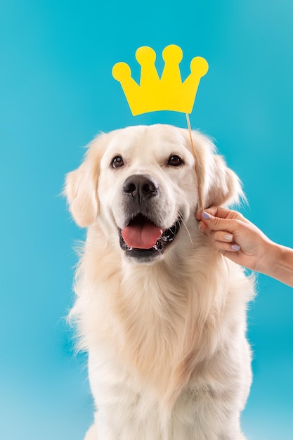 Portret van schattige gezonde hond poseren met rode vlinderdas