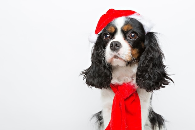 Portret van schattige hond cavalier spaniel christmas