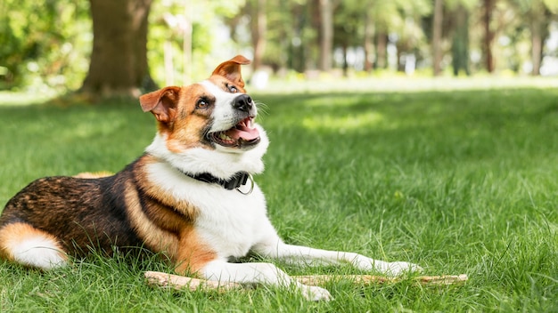 Portret van schattige hond genieten van tijd buiten