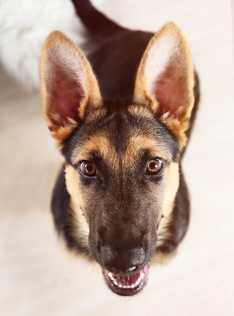 Portret van schattige hond herder