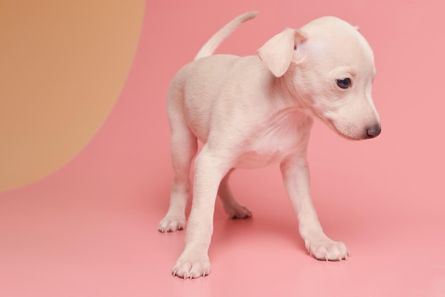 Portret van schattige Italiaanse windhond puppy geïsoleerd op roze oranje studio achtergrond Kleine beagle hond wit beige kleur