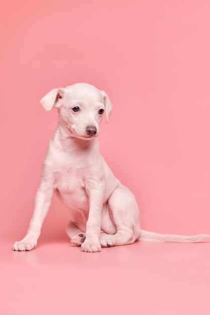 Portret van schattige Italiaanse windhond puppy geïsoleerd op roze studio achtergrond Kleine beagle hond wit beige kleur