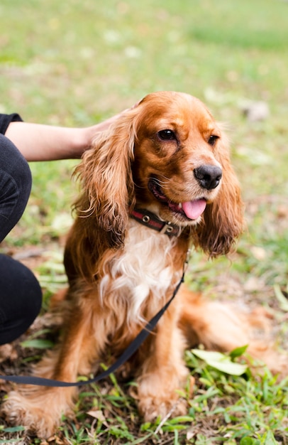 Portret van schattige kleine cocker spaniel