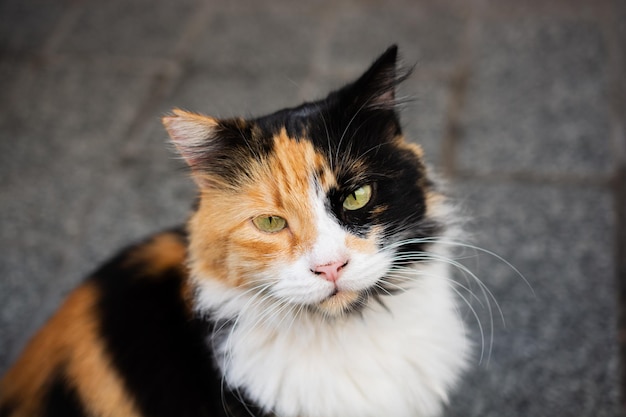 Portret van schattige mooie kat als huisdier