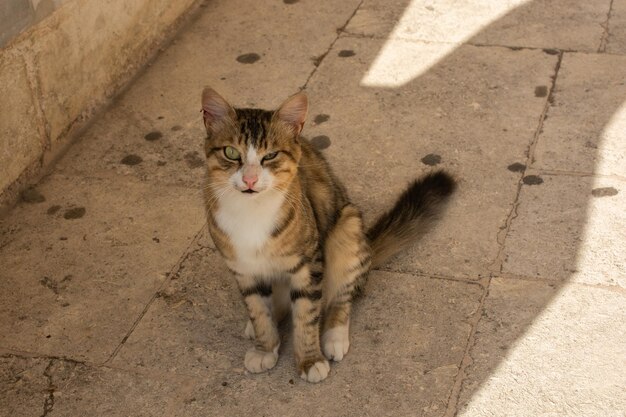 Portret van schattige mooie kat als huisdier