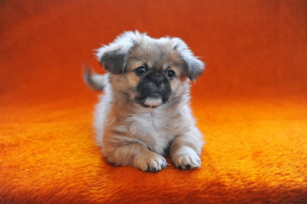 Portret van schattige pekingese hond naast kooi