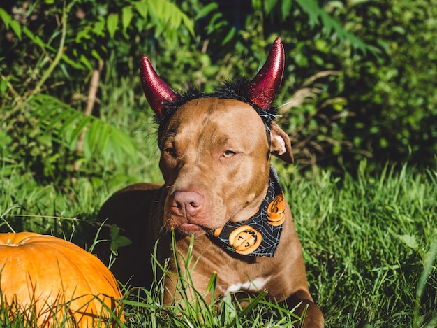 Portret van schattige pitbull hond