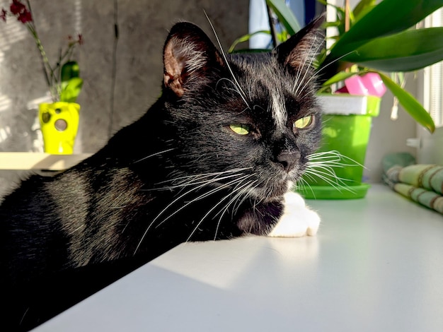 Portret van schattige pluizige zwarte kat met groene ogen in gezellig huis. uit het raam aan het kijken. Grappige huisdieren