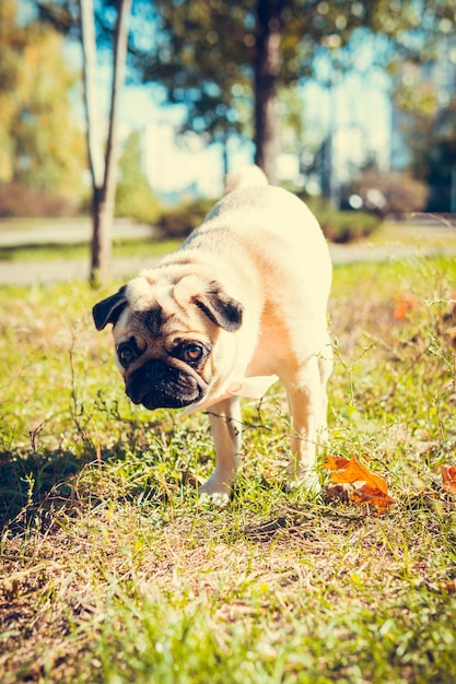 Portret van schattige pug dog buitenshuis Gezond en actief huisdier