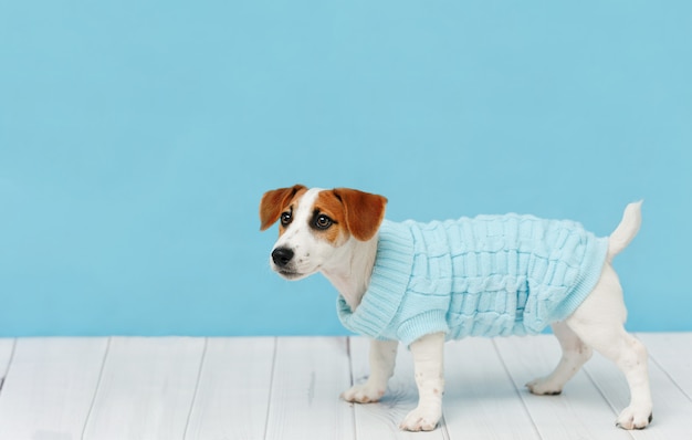 Portret van schattige puppy in gebreide blouses, studio kort