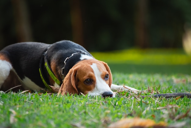 Portret van schattige puppybrak in de tuin