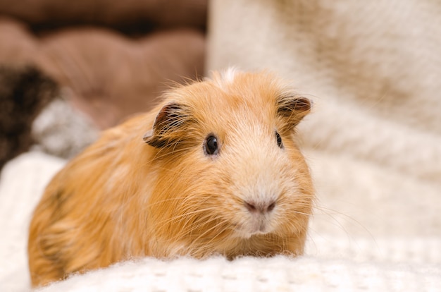 Portret van schattige rode cavia