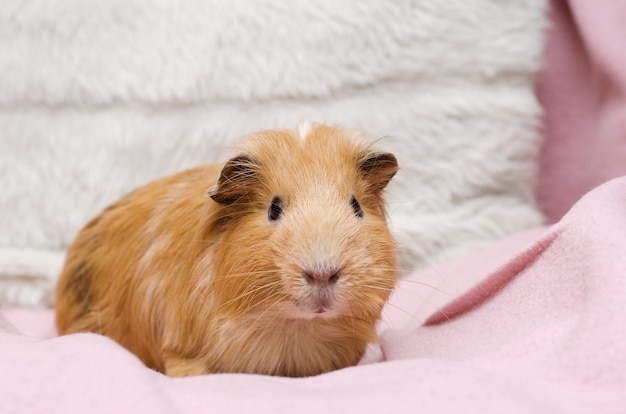 Portret van schattige rode cavia.