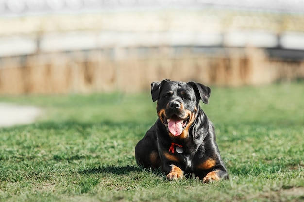 Portret van schattige rottweiler-hond