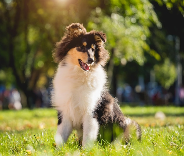 Portret van schattige ruwe collie-hond in het park