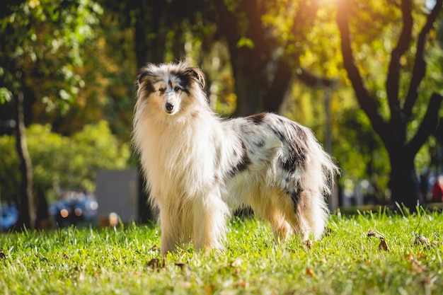 Portret van schattige ruwe collie-hond in het park