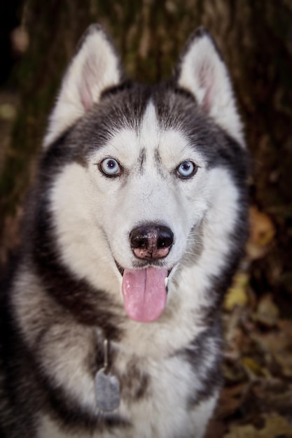 Portret van schattige Siberische husky hond close-up