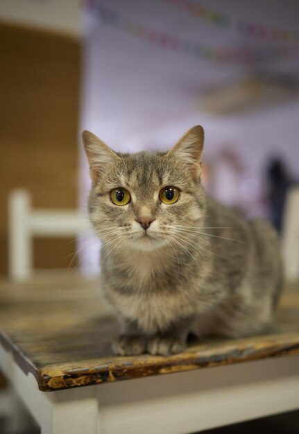 Portret van schattige Siberische kat met groene ogen bij het raam Zachte pluizige raszuivere straighteared lang haar kitty Kopie ruimte close-up achtergrond Schattig binnenlands huisdier concept