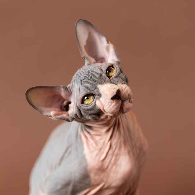 Portret van schattige sphynx haarloze kat op bruine achtergrond opzoeken van mannelijke kitten van blauwe en witte co