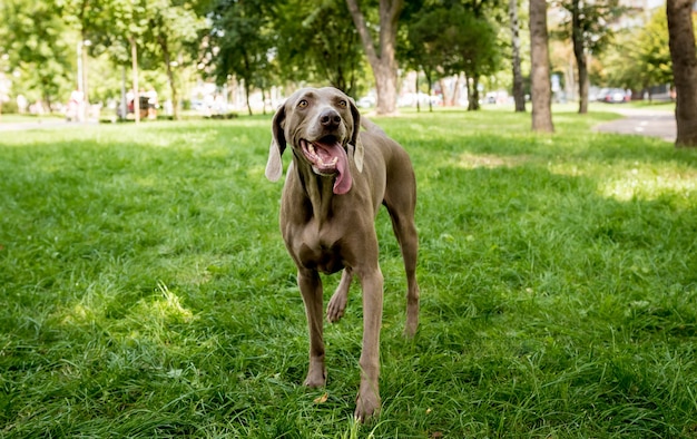 Portret van schattige weimaraner hondenras in het park.
