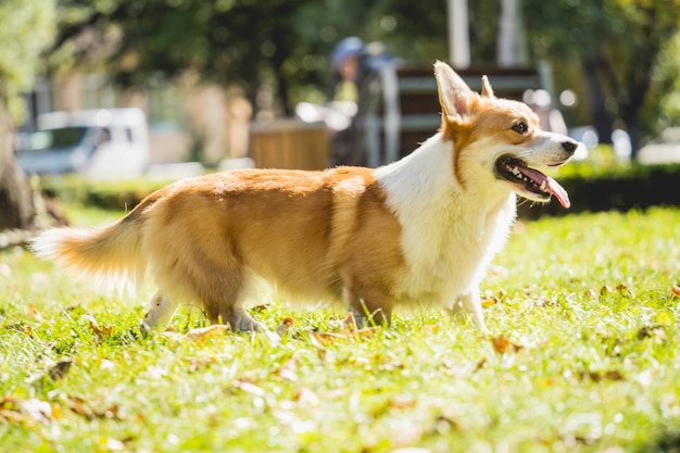 Portret van schattige welsh corgi dog in het park