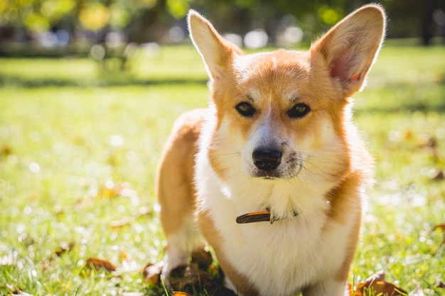 Portret van schattige welsh corgi dog in het park