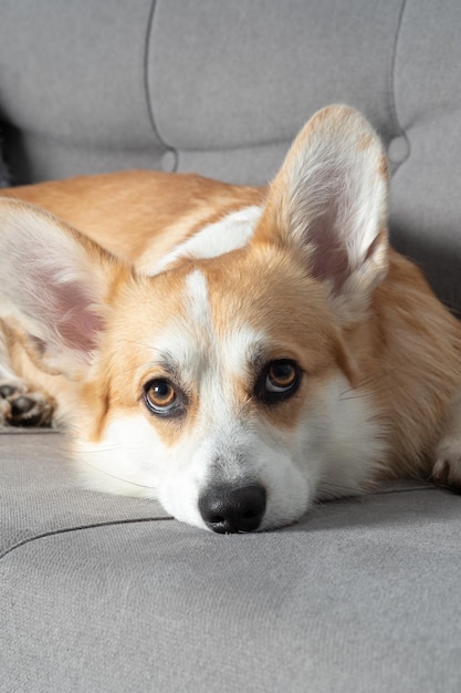 Portret van schattige welsh corgi pembroke liggend op een comfortabele bank