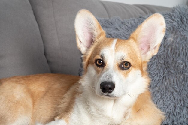 Portret van schattige welsh corgi pembroke liggend op een comfortabele bank