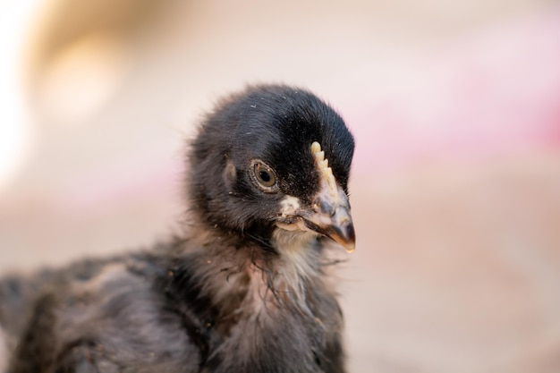 Portret van schattige zwarte en grijze kippenboerderijdieren