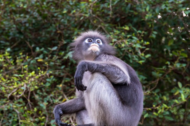 Portret van schemerige bladaap in de wildernispark van Thailand