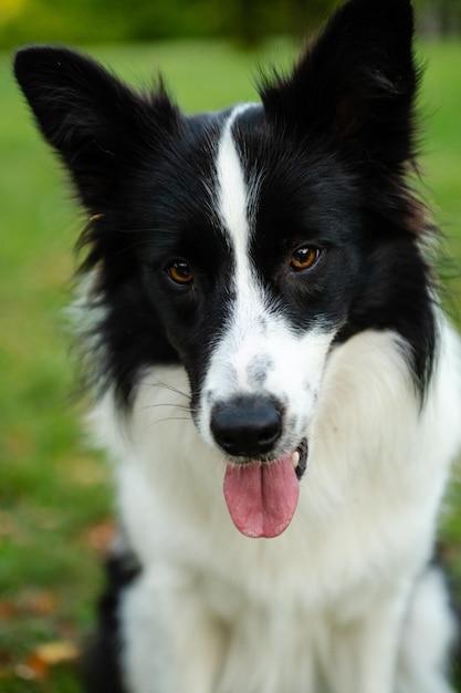Portret van schoonheid border collie. Jonge hond in het park, hond spelen op het gras in de herfst, bea